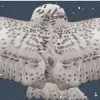 Elope Harry Potter - Hedwig Wing Scarf